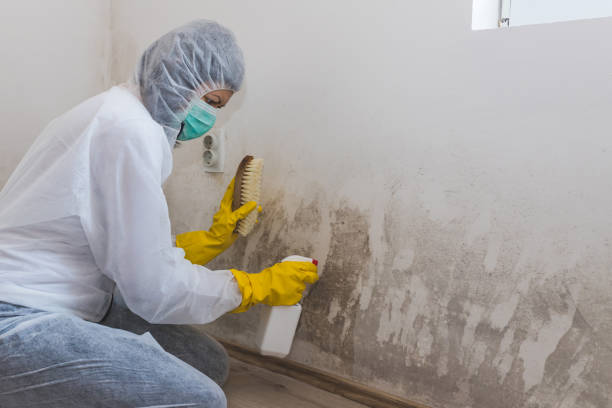 Trusted Aptos Hills Larkin Valley, CA Mold Removal Experts