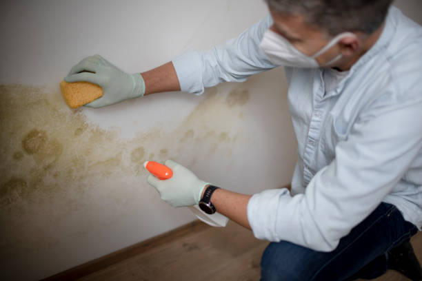 Trusted Aptos Hills Larkin Valley, CA Mold Removal Experts