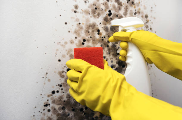Best Mold Testing  in Aptos Hills Larkin Valley, CA