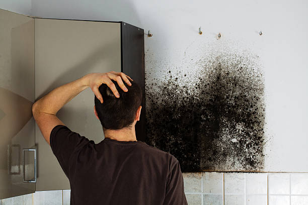 Reliable Aptos Hills Larkin Valley, CA Mold Removal Solutions